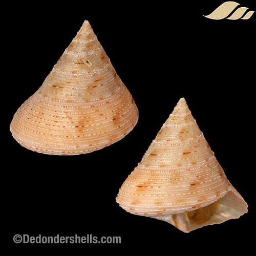 Calliostoma granulatum 5