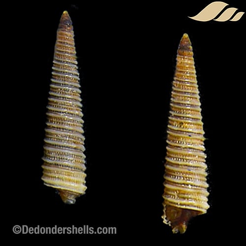 Latitriphora maxillaris 1