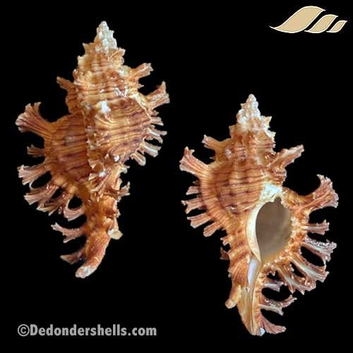 Chicoreus jessicae 1