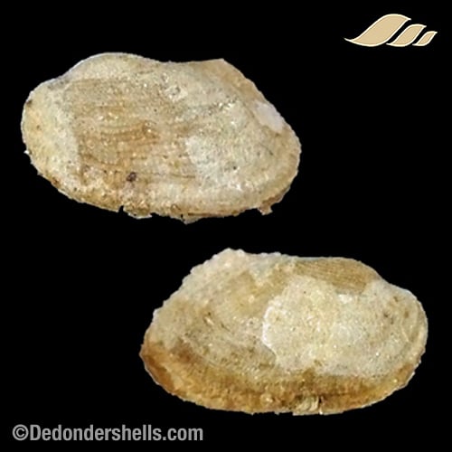 Asperarca nodulosa 5