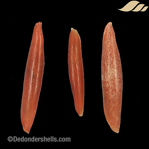 Aclyvolva lanceolata 1