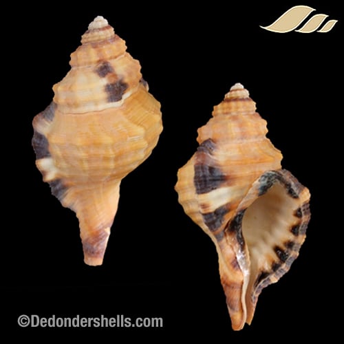 Lotoria grandimaculata 8