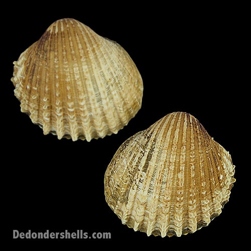 Acanthocardia echinata 12