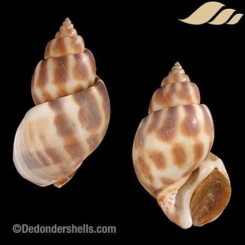 Babylonia perforata 1