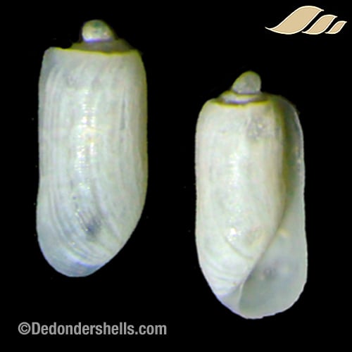 Retusa truncatula 1
