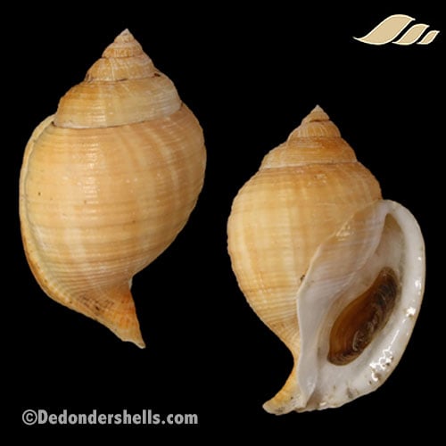 Galeodea echinophora adriatica 18