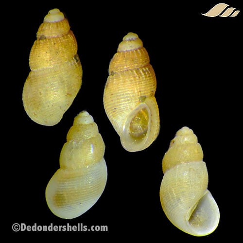 Onoba semicostata 7