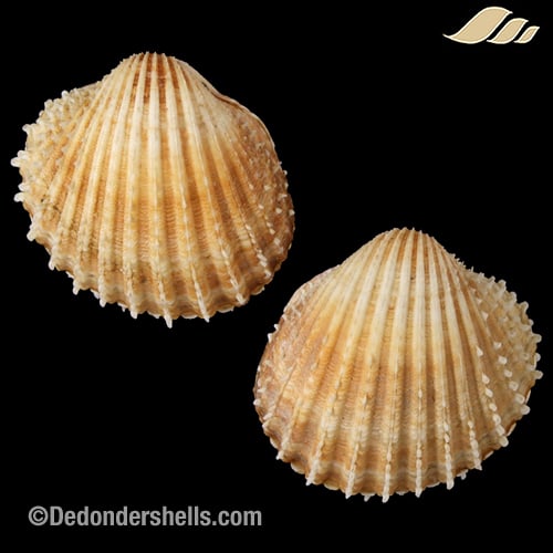 Acanthocardia echinata 2