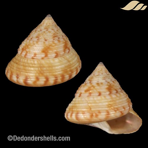 Calliostoma zizyphynum 2