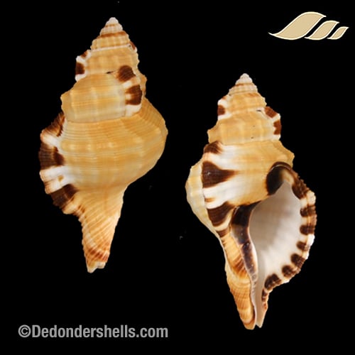 Lotoria grandimaculata 5