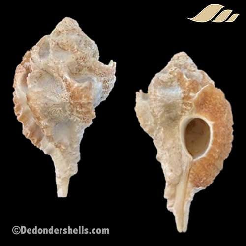 Maxwellia santarosana 1