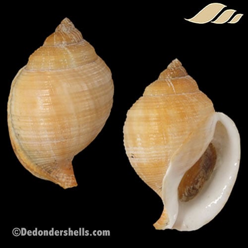 Galeodea echinophora adriatica 4