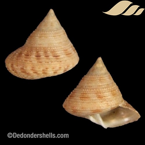 Calliostoma granulatum papillosus 1