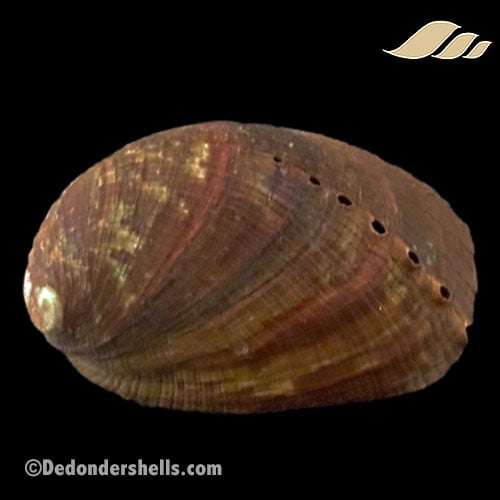 Haliotis diversicolor 11