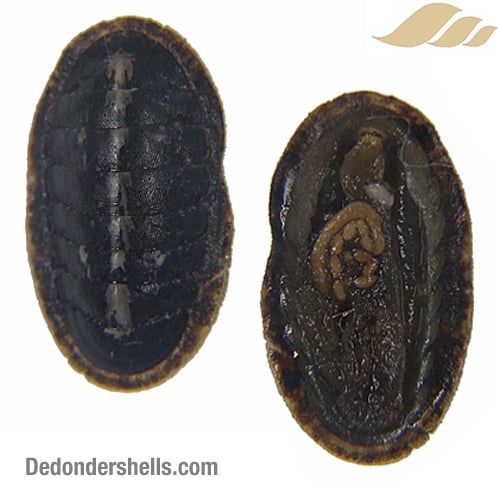 Ischnochiton cessaci 18