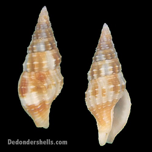 Cantharus iostomus 1