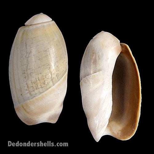 Olivancillaria vesica vesica 2