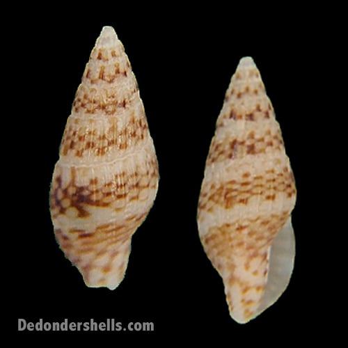 Costoanachis species 2