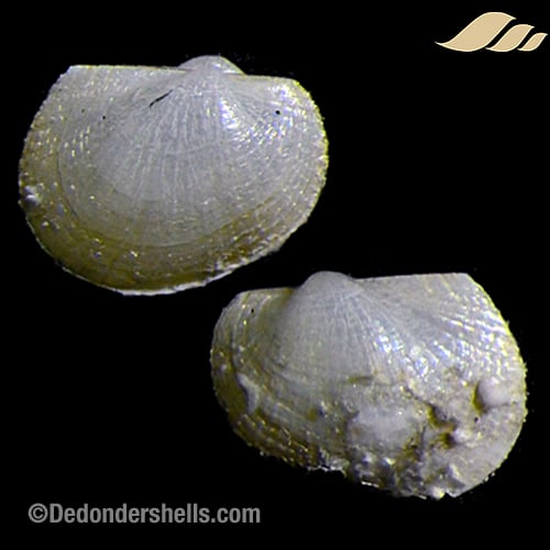 Bathyarca pectunculoides 5