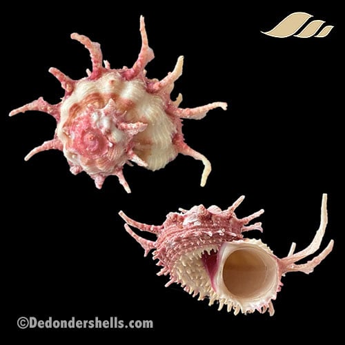 Angaria sphaerula 10