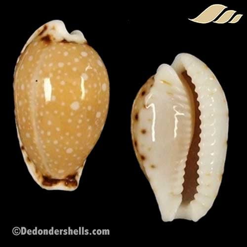 Cypraea labrolineata 22