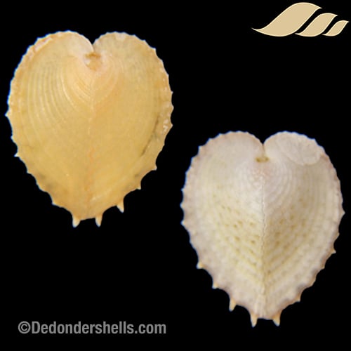 Corculum dionaeum 10