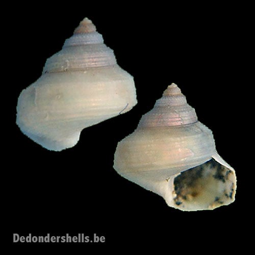 Calliostoma nordenskjoldi 1