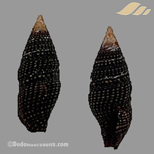 Crassispira cerithina 1