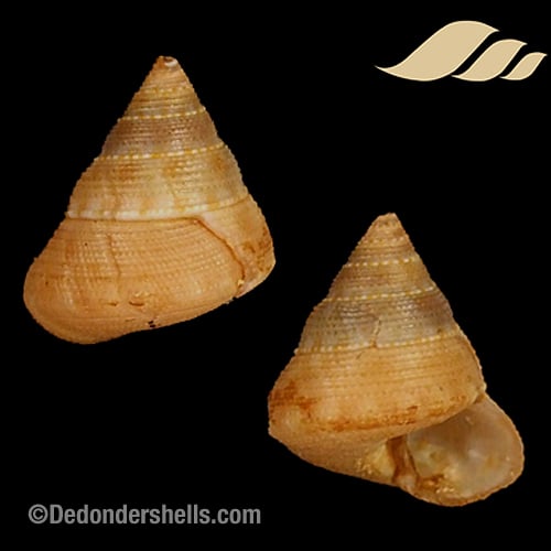 Calliostoma ticaonica 7