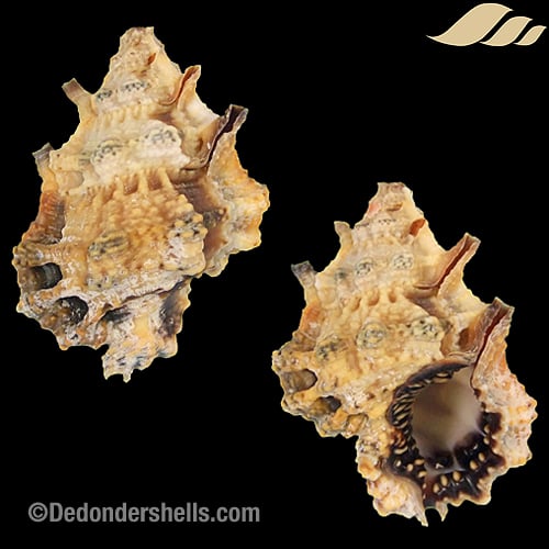 Bursa muehlhaeusseri 4