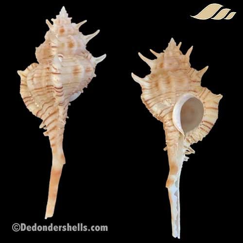 Vokesimurex kiiensis 1