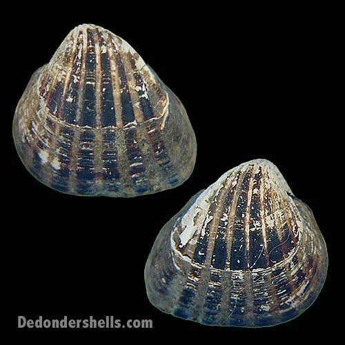 Senilia senilis 7