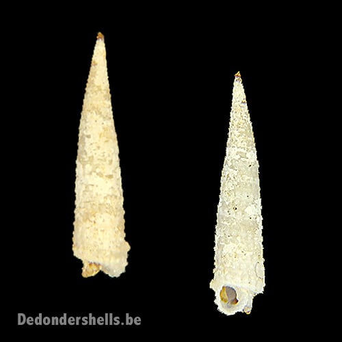 Euthymella concors 2