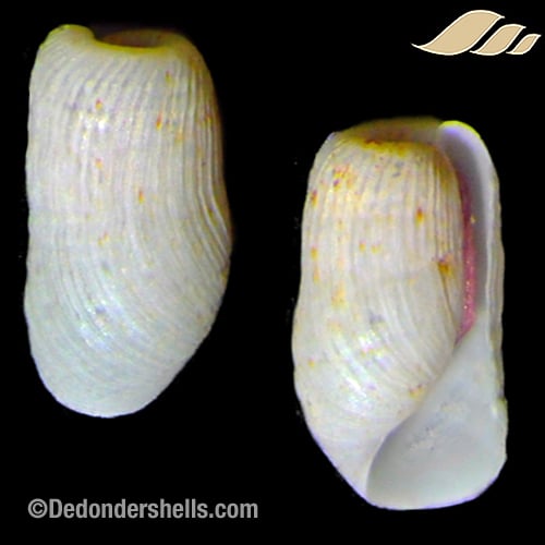 Retusa desgenettii 2