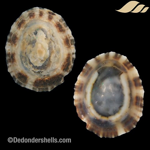 Patella intermedia 13