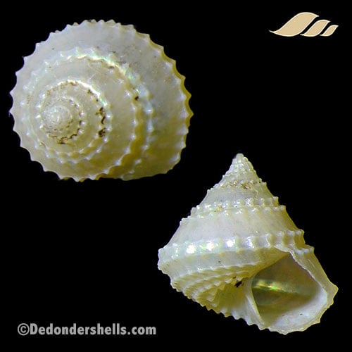 Calliotropis stanyi 2