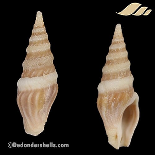 Toxiclionella haliplex 1