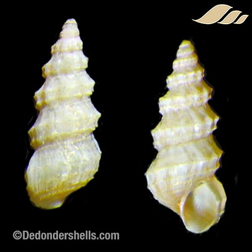 Cerithidium diplax 3