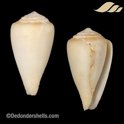 Conus tabidus 3