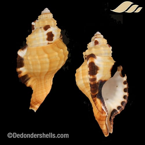 Lotoria grandimaculata 6