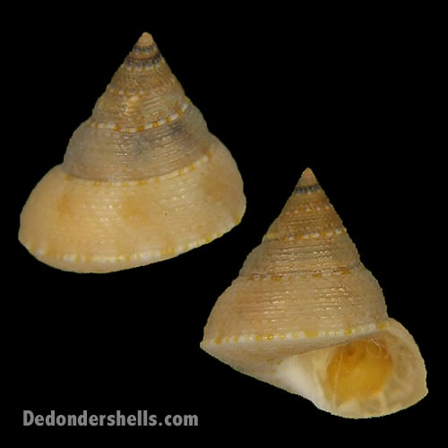 Calliostoma ticaonica 3