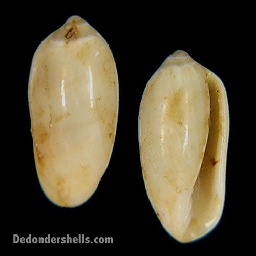 Volvarina taeniolata 3