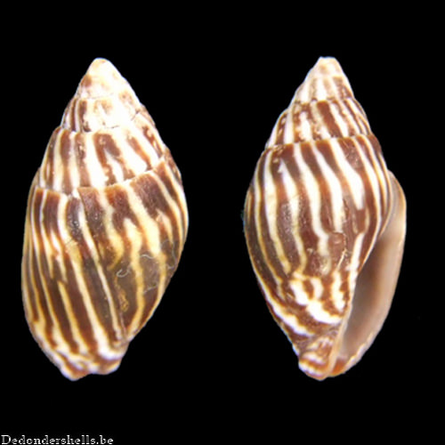 Strigatella paupercula 1
