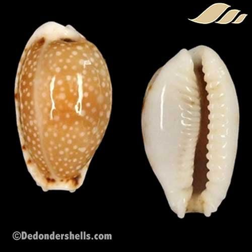 Cypraea labrolineata 14