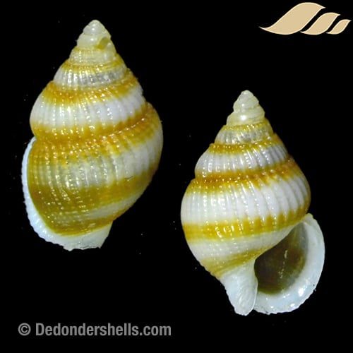 Nassarius alfuricus 4