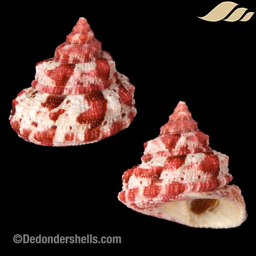 Trochus ferreirae 12