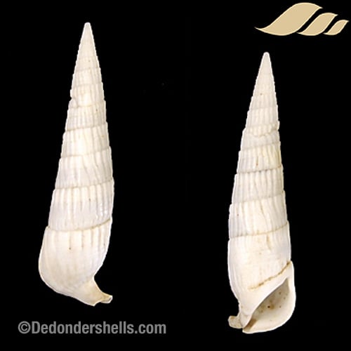 Rhinoclavis fasciata 1