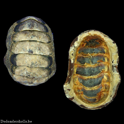 Acanthopleura brevispinosa 2