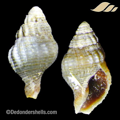 Euthria taeniopsoides 1