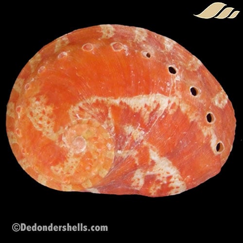 Haliotis patamakanthini 9